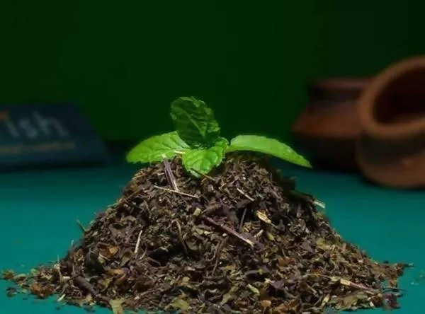 Adrish Organic Dried Tulsi Leaves - 100 gm