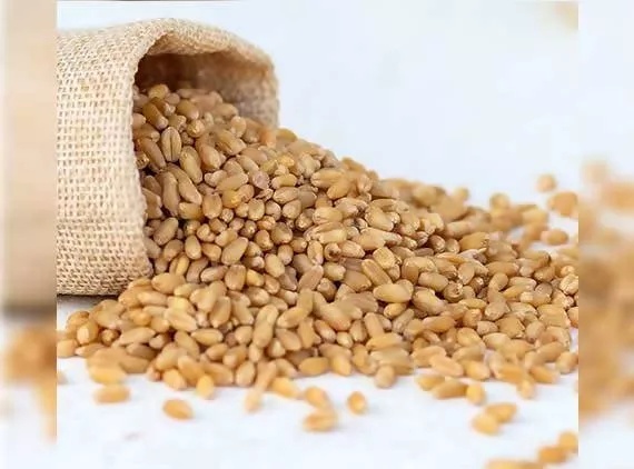 Adrish Sharbati Wheat - 1 kg